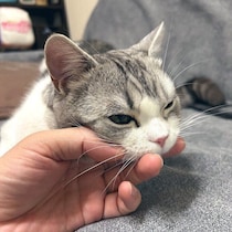 「かわいすぎて発狂するところだった」ナデナデ中にあごのせする猫！心理を獣医師に聞いてみた