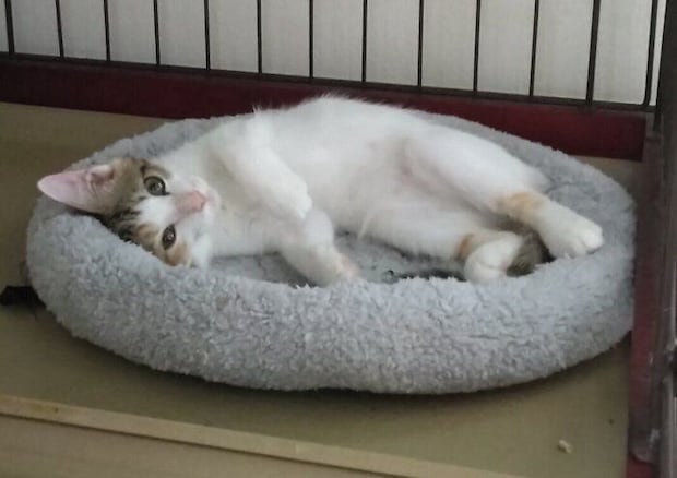 生後約3カ月の子猫