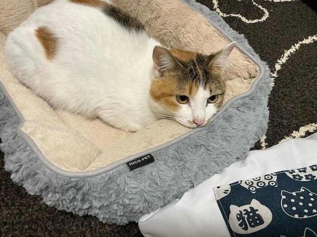 猫用ベッドで寝る猫