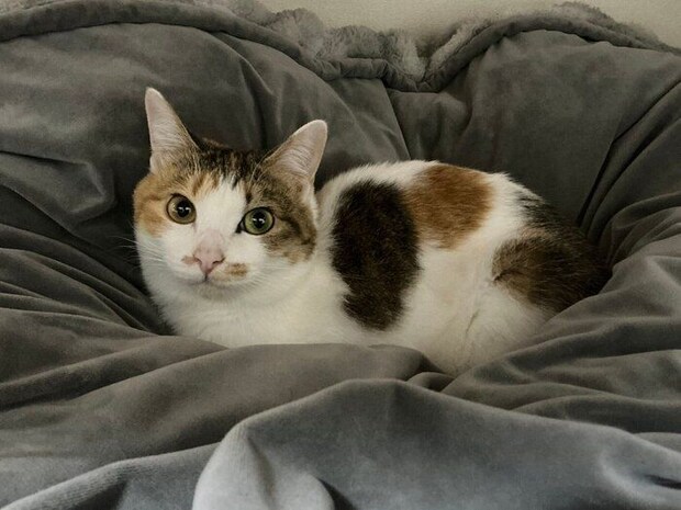 正面を向いている猫