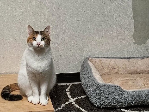 新しいベッドの側に座る猫