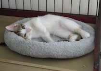 ベッドにすっぽり収まっていた生後3カ月の元保護子猫→約1年後、ベッドから足がはみ出るほど大きく成長！