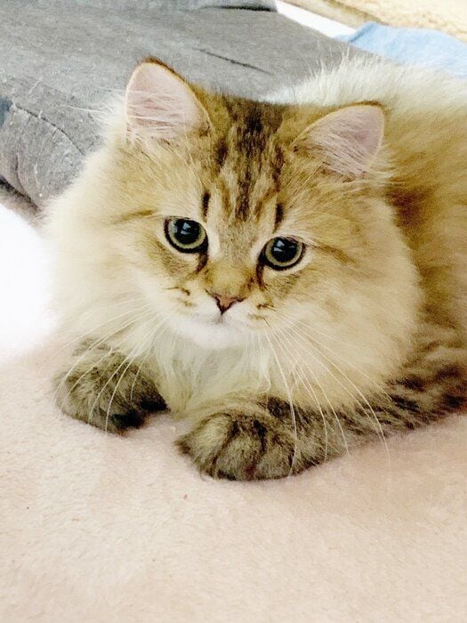 生後5カ月のペルシャの子猫