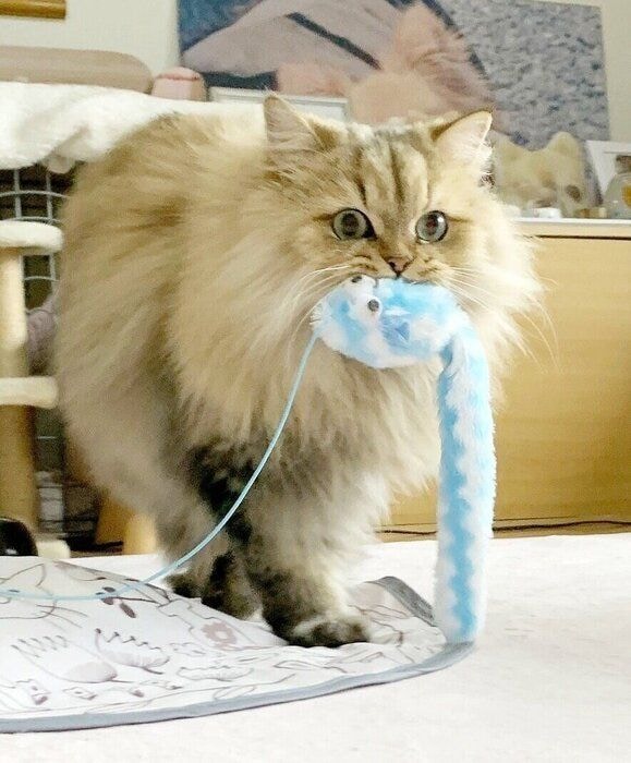 オモチャを咥えるペルシャ