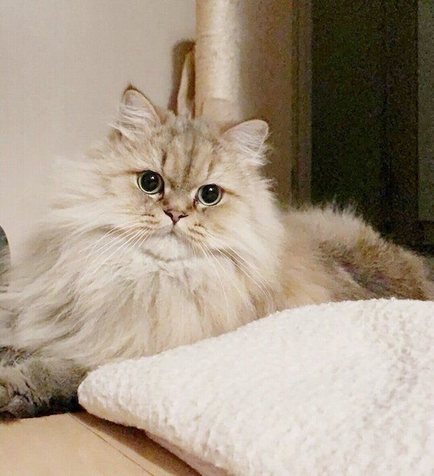 飼い主の寝室でくつろぐペルシャ