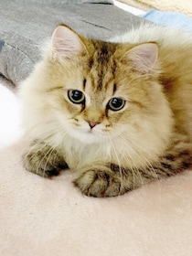 「幼くて可愛い顔」の生後4カ月の子猫→約3年後には「リラックスした優しい顔つき」に！　あどけない顔にキュンとする