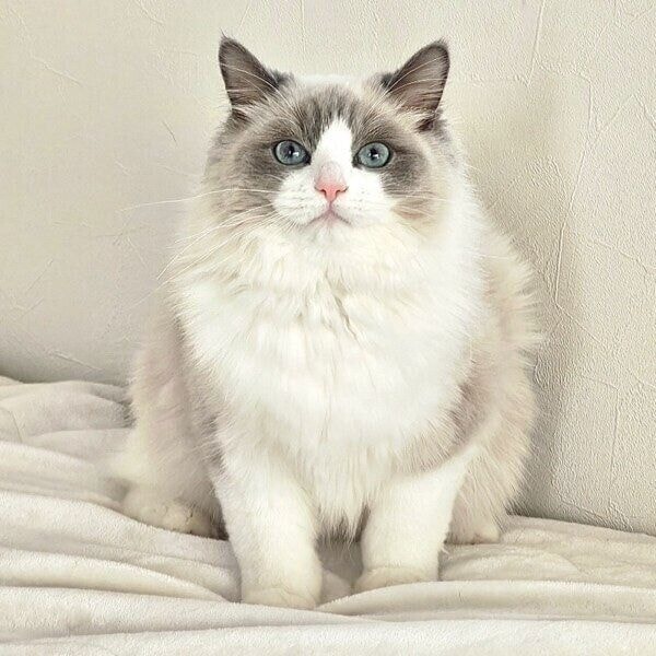 ちょこんと座るむーむーくん