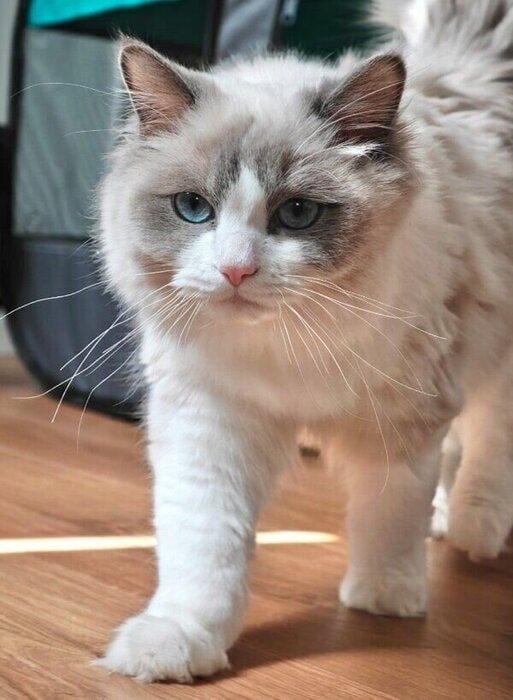 ホワイトタイガーのように見えるむーむーくん