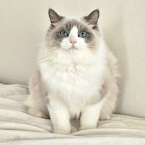 あどけない生後8カ月の子猫→たった2カ月で「ドデーン」　貫禄マシマシの成長姿にキュン！