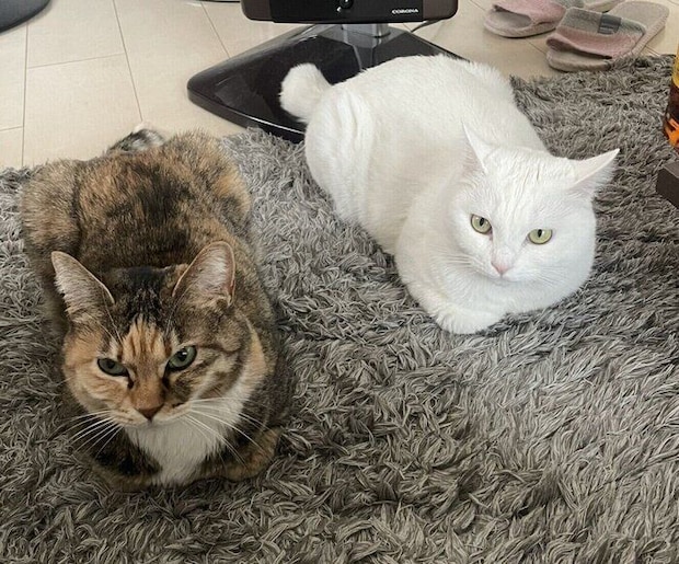2匹とも「里親募集」を通じてお迎えした猫なのだとか