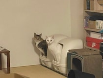 シンクロしながらトイレをする愛猫たち→いったいなぜ？獣医師に聞いた！