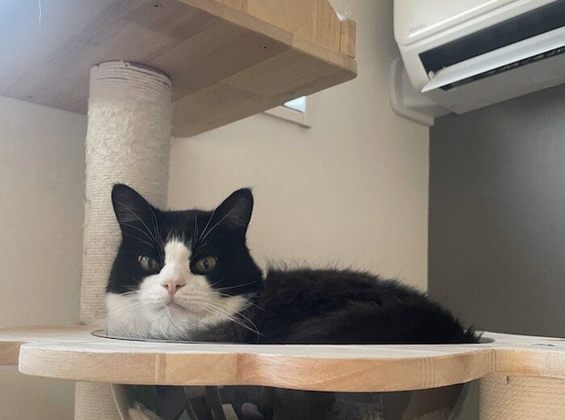 見ているだけでほっこり キャットタワーでリラックスする様子