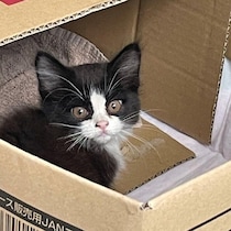 弱っていた子猫を家族が保護し帰宅「飼う予定はなかったのに」ともに過ごす日々のなかで愛情が芽生え、今では「本当に出会えてよかった」