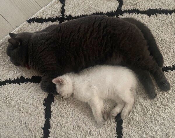 この日もぴったりくっついて眠る瑠璃ちゃんと藍くん