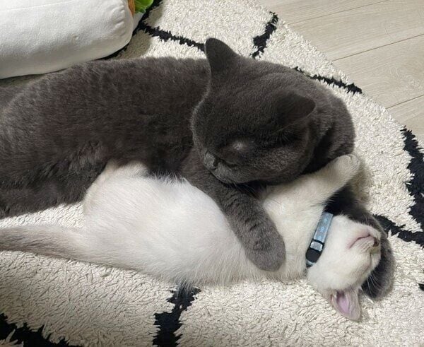 藍くんをぎゅっとする瑠璃ちゃん