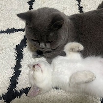 無防備に眠る生後3カ月の子猫をそっと見守る先住猫　優しさが伝わる一枚にほっこり