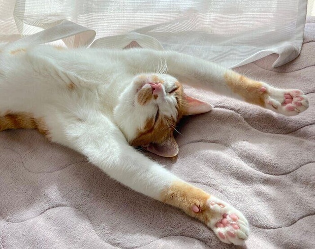 バンザイポーズをするごえもんくん