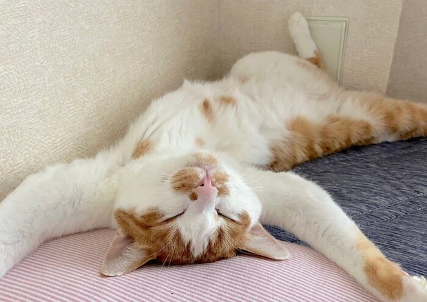 バンザイポーズで眠るごえもんくん