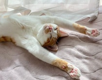お昼ごはんを食べた後に、ぽかぽかの窓際で“バンザイ寝”　無防備な猫の寝姿から読み取れること｜獣医師解説
