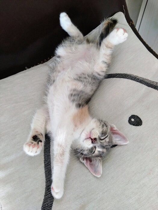 仰向けに寝る生後2カ月の子猫