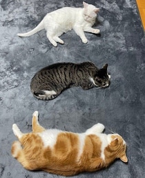 ホットカーペットの魔力！今季になって初めてあらわれた三色猫団子にほっこり