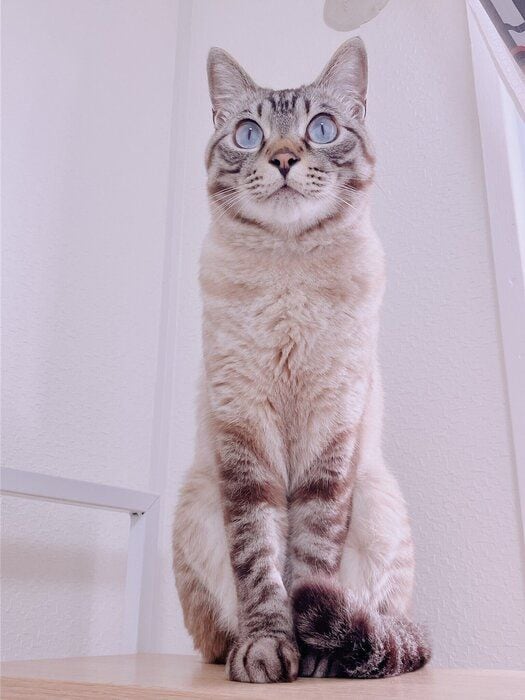 成長後のネスくんの様子　すっかり“ハンサム”に