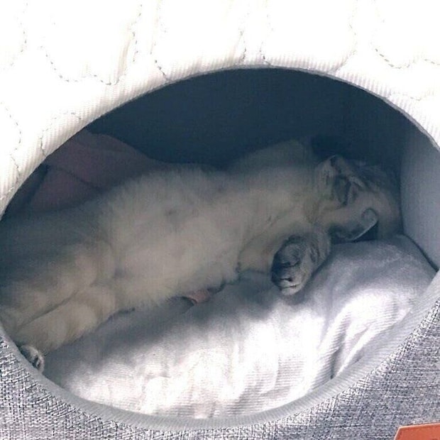 お迎え初日に見せてくれた“ヘソ天”姿　かわいすぎる