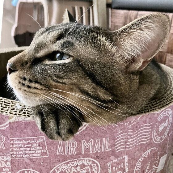 MIXキジトラのらいりくん