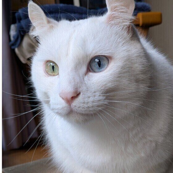 MIX白のいとくん