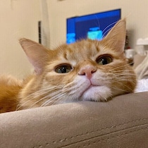 “ゴロゴロ音”には身体と心を癒す効果が⁉　猫がのどを鳴らす理由