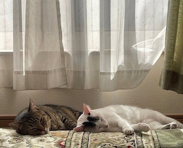 寄り添って寝る2匹の猫