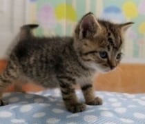 保護猫のトライアルが上手くいかず落ち込んでいたときに出会った子猫と家族に→7年後、大きく成長しても甘えん坊な姿に癒される