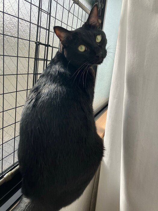 窓際で振り返るピノくん