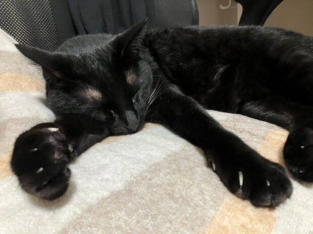 電気毛布の上で眠るピノくん