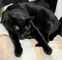 椅子に電気毛布を置いていたら！「前へならえ」前足をピーンと伸ばして眠る猫あらわる