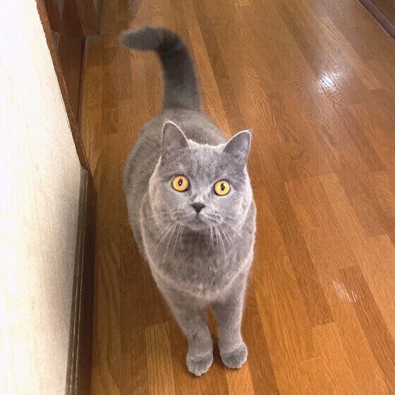 見つめるブリティッシュショートヘア