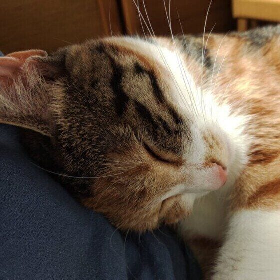 ミケのうみちゃん