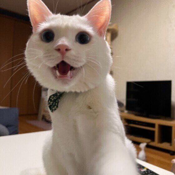 白猫のレオくん