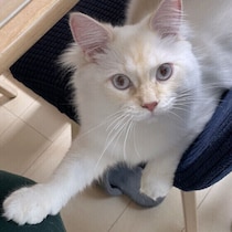 思わずキュン！ 猫が「かまってほしい」ときに見せるしぐさ・行動5選