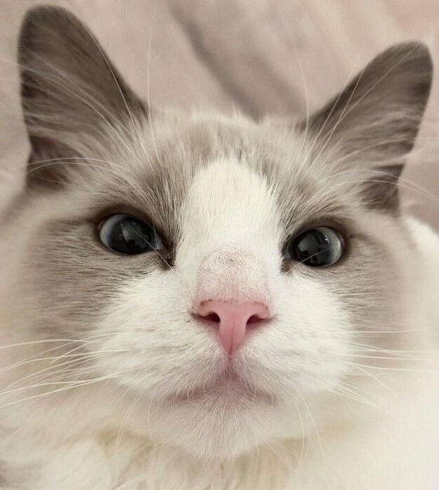 見つめるはんぺんくん