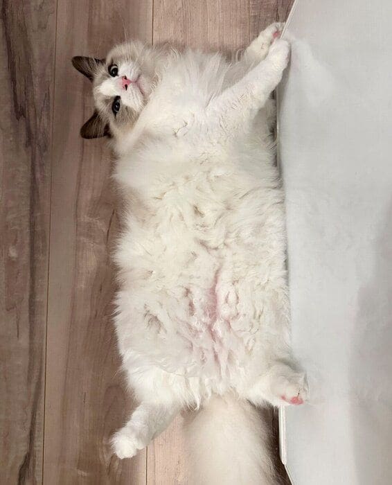 ヘソ天するはんぺんくん