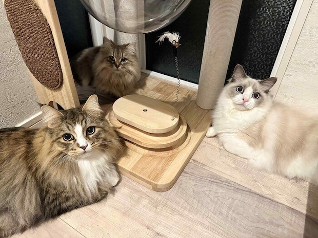 「夜のおやつ会議中」の3匹