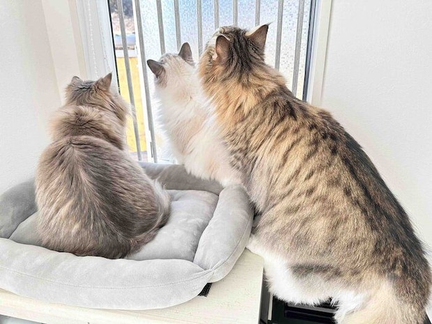 ニャルソックする3匹