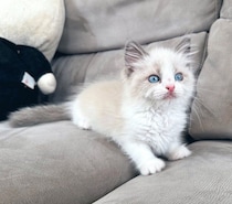 ぬいぐるみのようだった生後2カ月のラグドールの子猫→6カ月後の“もっふり成長”に驚き