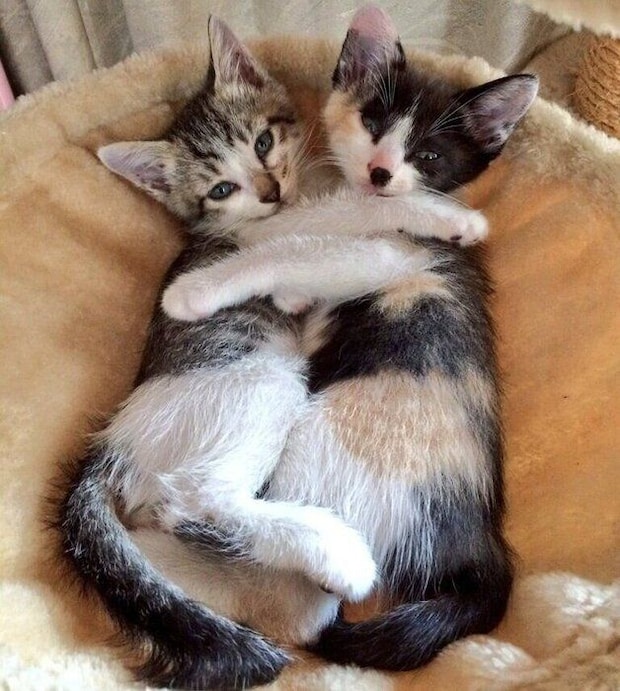 まめちゃんとこむぎちゃん