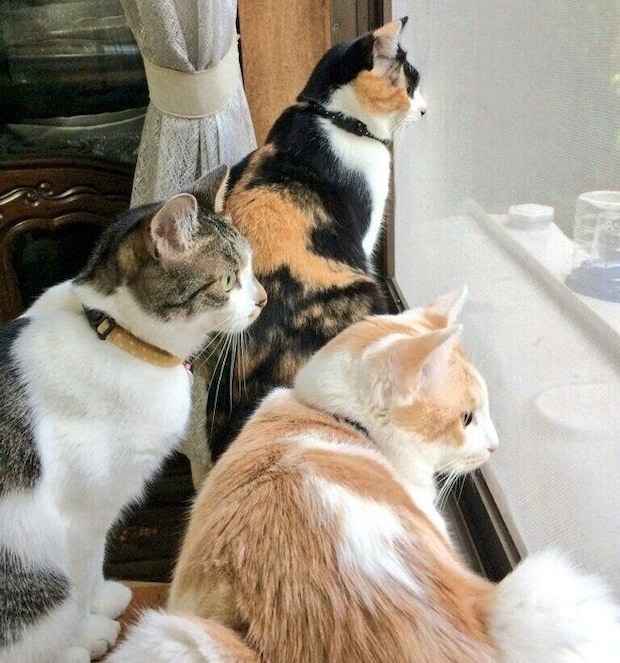 窓際に集合した3匹