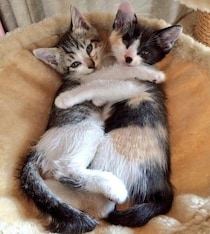 9年前抱き合うようにくっついてた2匹の元保護子猫→ひょんなことから関係が変化し、にぎやかな生活に