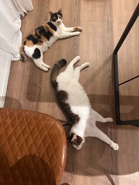 仲よく床に寝そべる2匹