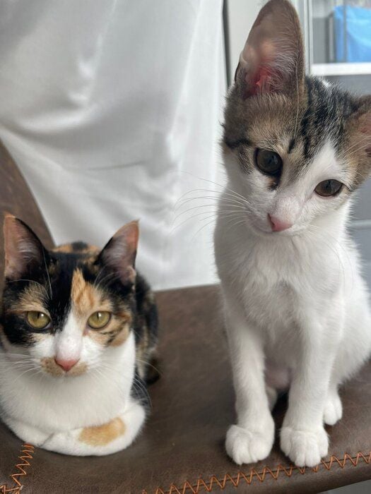 お迎え後の2匹の様子　2匹ともまだ小さくてかわいらしい