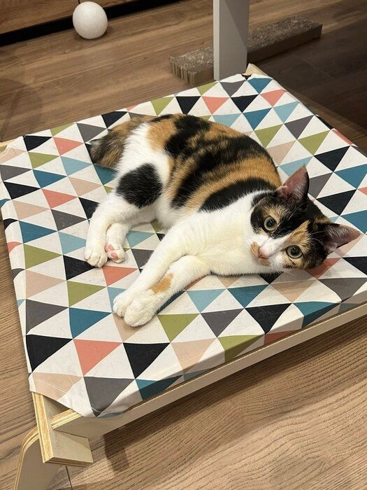 成長したミケちゃんの様子